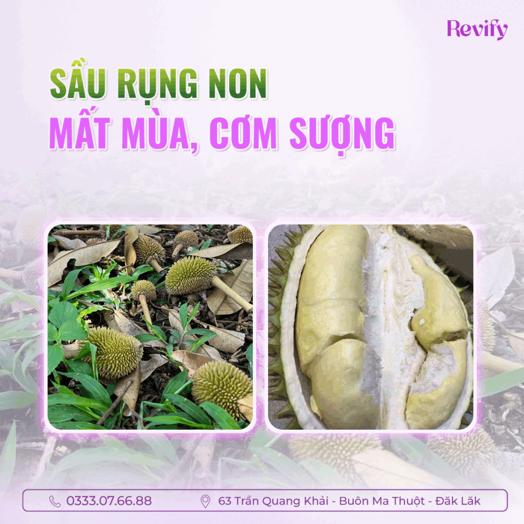 sầu riêng rụng non