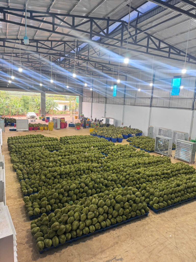 xuất khẩu sầu riêng tươi